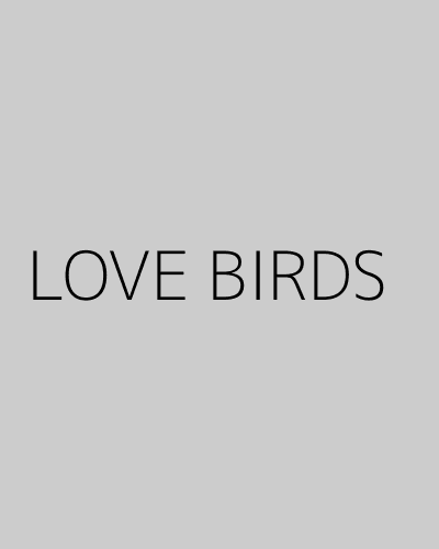 LOVE BIRDS (1996) poster